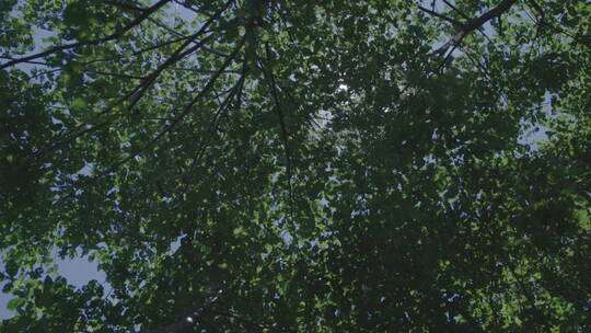 唯美空镜转场阳光透过树空隙4k