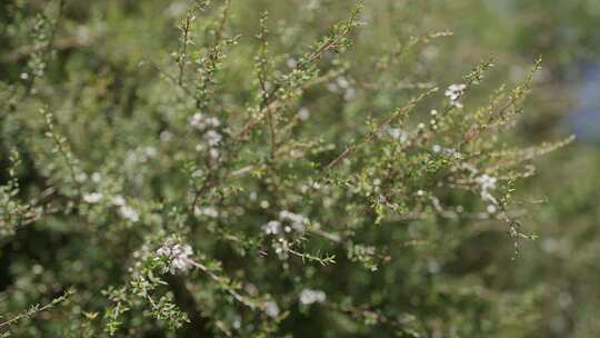 新西兰Manuka麦卢卡花丛 蜜蜂在花上采蜜