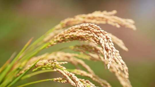 稻子 稻穗