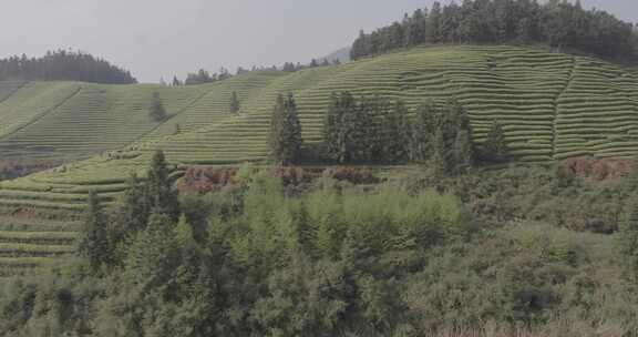 茶山 茶园 采茶