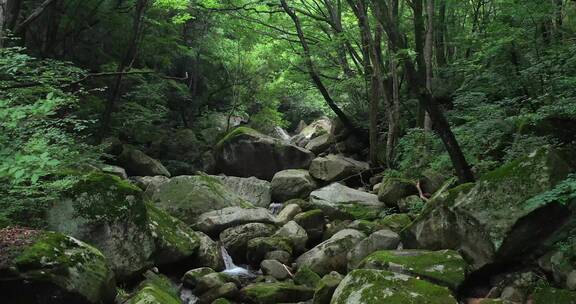 4K森林山水美丽风光