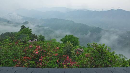 杭州富阳九仰坪雨后杜鹃花云海延时