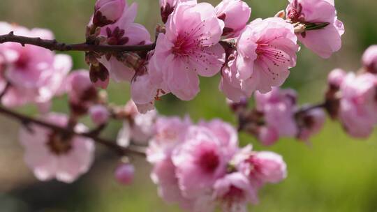 【镜头合集】微距特写鲜花桃花粉色花朵