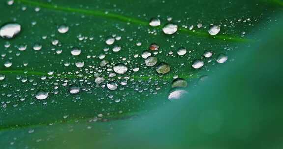 雨后荷叶上的露水珠