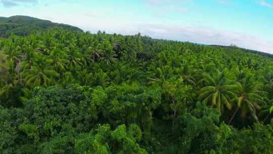 热带植物，海南椰树林