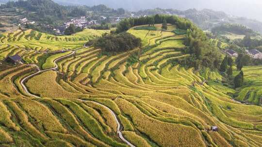 航拍浙江丽水云和梯田 秋天丰收的金色稻田