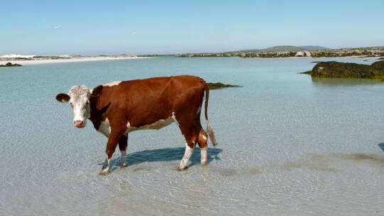 菲尼斯小岛退潮后将牛赶到岛上视频素材模板下载