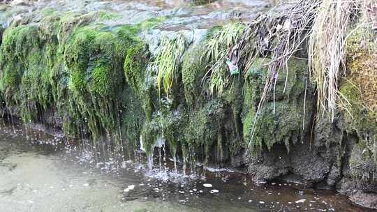 长满青苔岩石上的流水