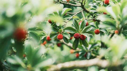 杨梅树果实特写素材