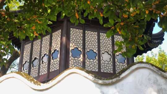 苏州拙政园桂花地拍综合运镜13镜