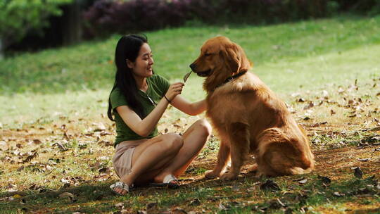 长发美女和宠物狗金毛犬面对面在一起草地上