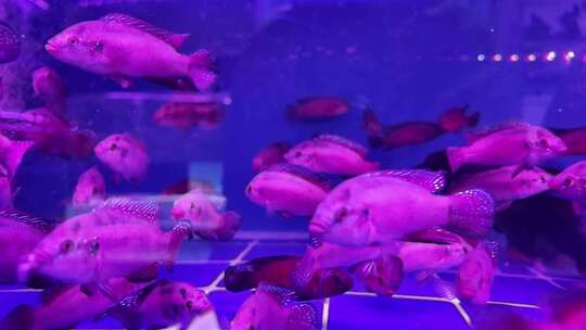 水族馆的鱼