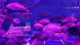 水族馆的鱼高清在线视频素材下载