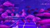 水族馆的鱼高清在线视频素材下载