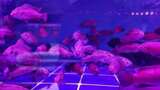 水族馆的鱼高清在线视频素材下载