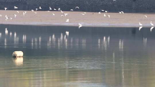 低潮期海湾近岸沙洲成群的白鹭