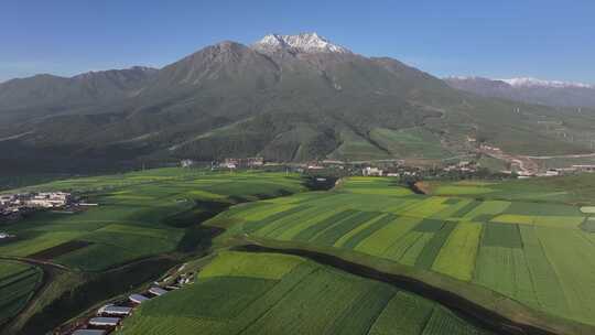 青海祁连县阿咪东索油菜花田航拍自然风光