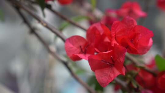 光叶子花 花 三角梅 簕杜鹃