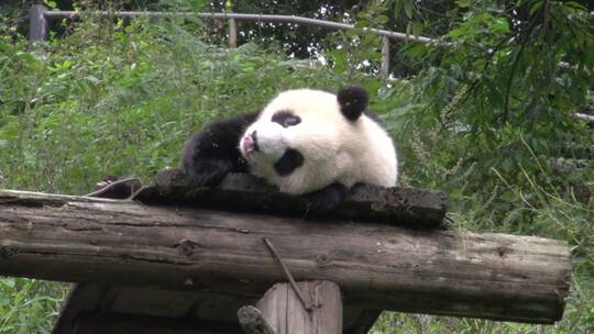 圈养喂养的熊猫