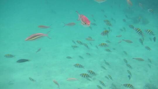 马来西亚仙本那海底鱼类视频素材模板下载