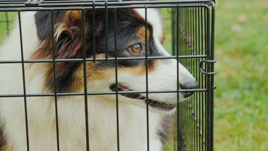 狗在笼子里的特写视频素材模板下载