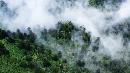 【合集】雨后云雾缭绕的绿色森林