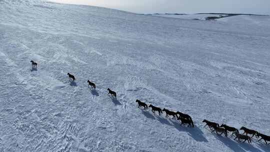 呼伦贝尔雪原牧场上的蒙古马