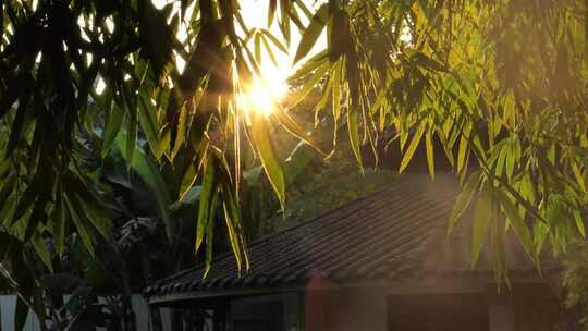 瓦屋竹叶阳光