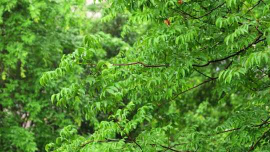 雨后绿色树枝清新自然
