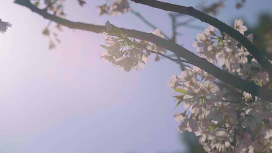 实拍杭州三月春天樱花盛开-樱花逆光