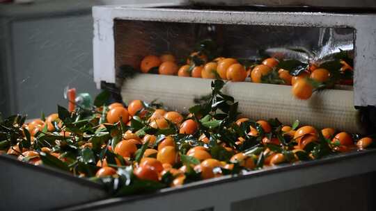 重庆奉节橙子处理工厂机器清洗橙子
