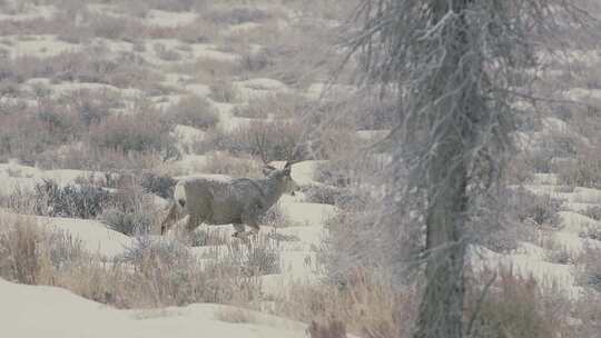 鹿，雪，散步，放牧