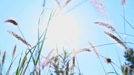 秋天阳光下田野里毛茸茸的狗尾巴草