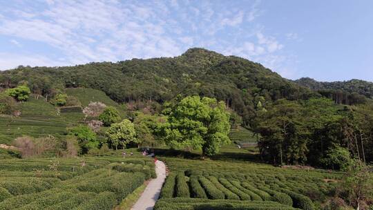 航拍西湖龙井茶园，龙井茶产区