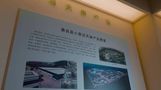 云南昭通彝良中国天麻博物馆乌天麻介绍视频素材模板下载