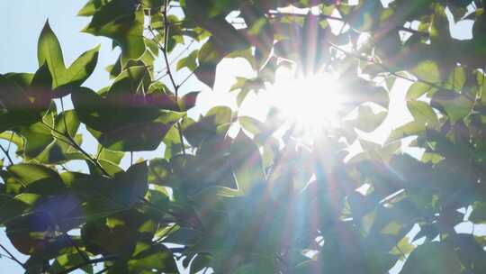 阳光穿过树叶夏日逆光绿叶蓝天