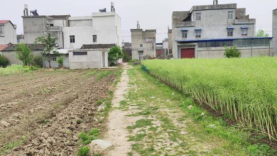 农村房屋花草树木绿色植物菜园