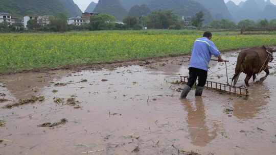 农民牵牛耕地的春耕景象