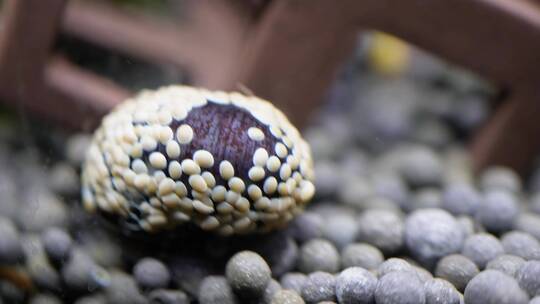 水族海螺除藻螺黑金刚繁殖视频素材模板下载