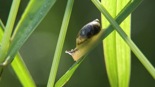 蜗牛特写蜗牛爬在草叶上特写