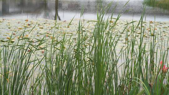 湖边水草风吹芦苇大河江河江边湖泊湖畔岸边