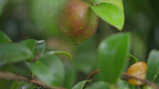 山茶树山茶果视频宣传片素材