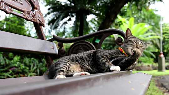 趴在长椅上的猫咪高清在线视频素材下载