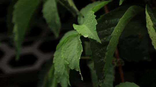 雨中树叶