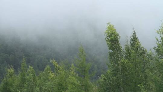 大兴安岭绿色山林晨雾景观