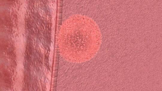 受精 受孕 精子 卵子 人体 三维 动画