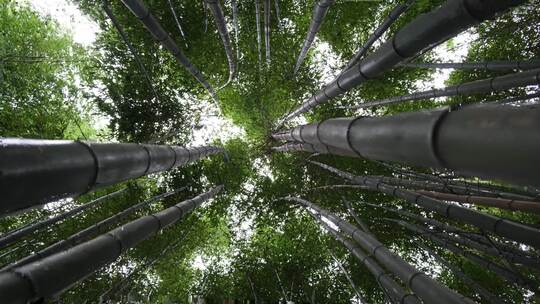 仰拍竹林竹子竹影古风国风意境自然风景