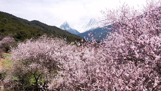 盛开的桃花