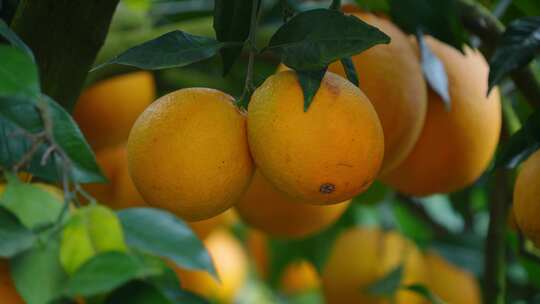 赣南脐橙
