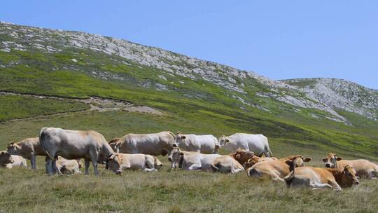 一群牛在山脚吃草